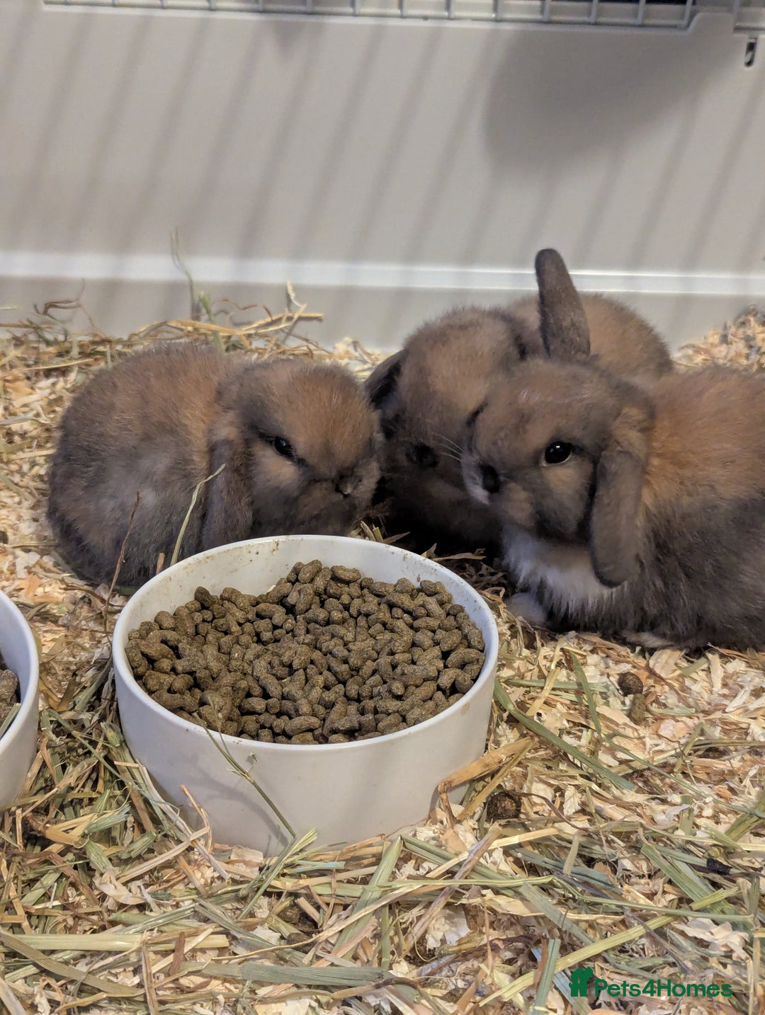 Mini Lop rabbits for sale: Baby pure bred mini lop rabbits sooty-fawn colour  - Advert 1