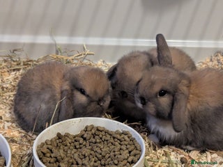 Mini Lop rabbits - Advert 31