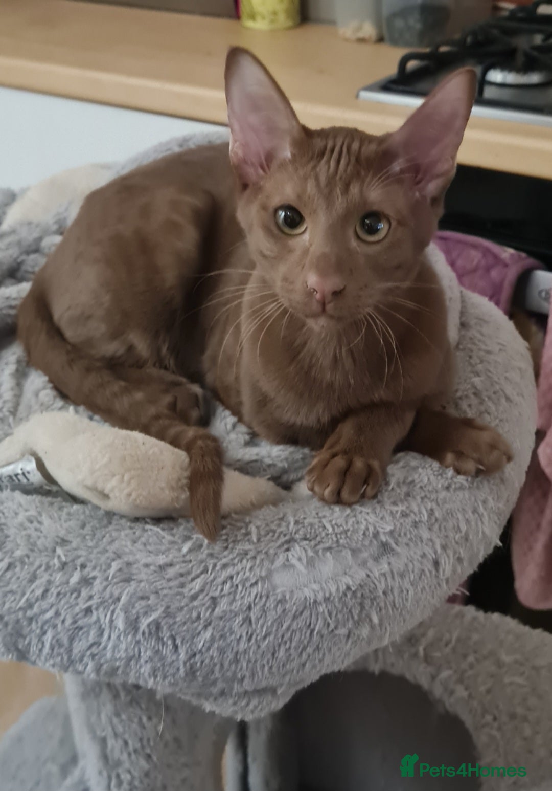 Suffolk cats for sale: Wonderful 5th generation home reared Suffolks - Advert 2