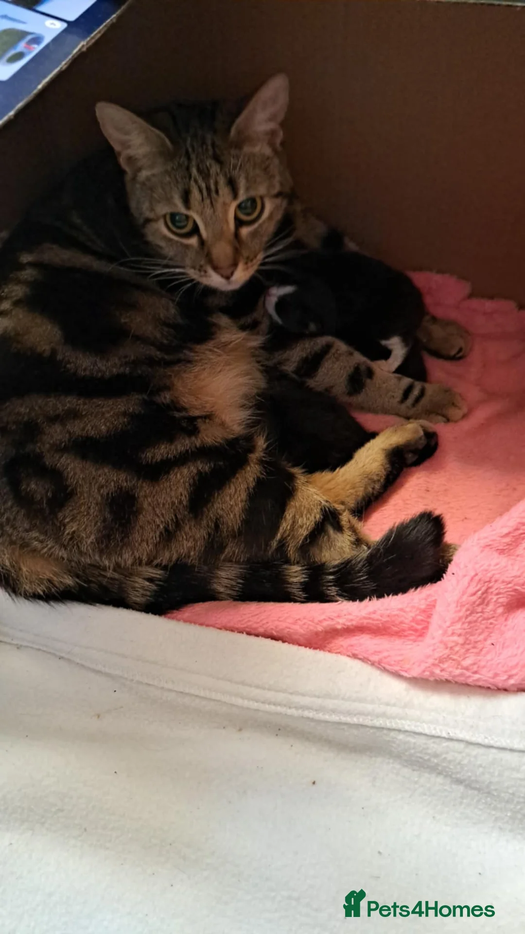 Mixed Breed cats for sale: Cute boy for sale 🩵🩵🩵 - Advert 2