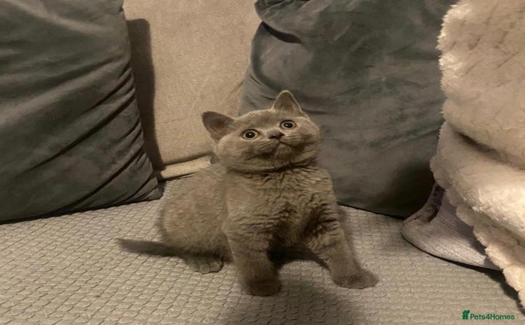 British Shorthair cats for sale - Advert 1