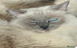 Ragdoll cats for sale: Champion Line ACTIVE Ragdoll Queen - London - Image 3