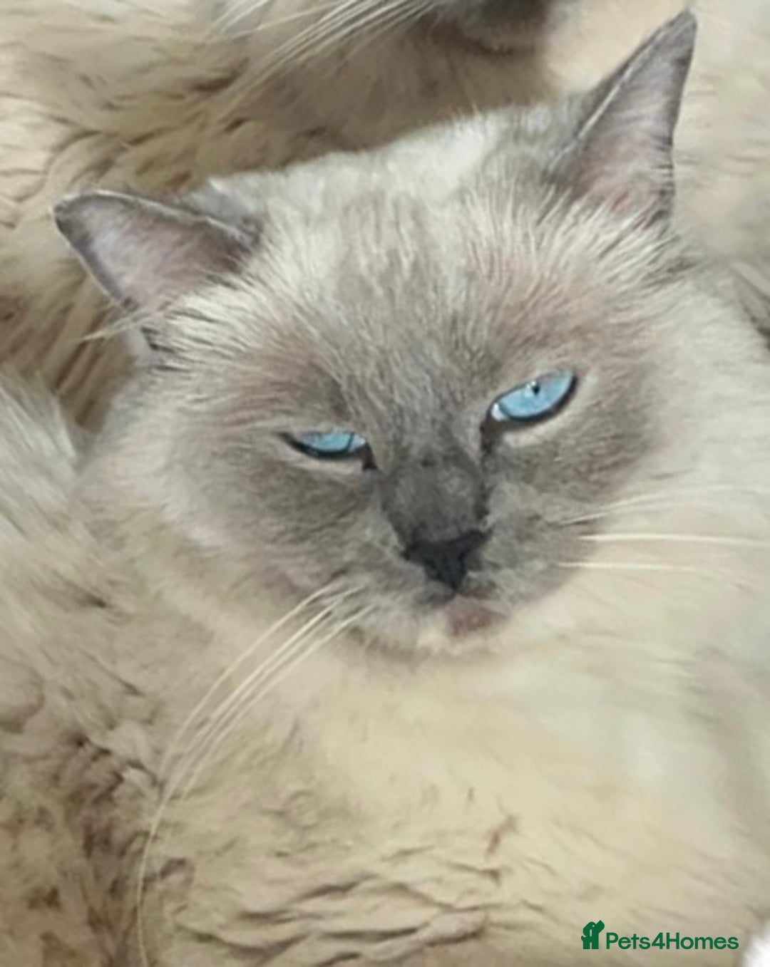 Ragdoll cats for sale: Champion Line ACTIVE Ragdoll Queen - London - Image 3