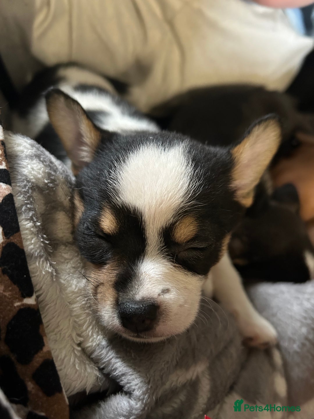 Mixed Breed dogs for sale: 2 beautiful female pups - Advert 4