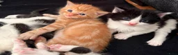 Mixed Breed cats for sale: Mixed Maine Coon kittens  - Advert 11