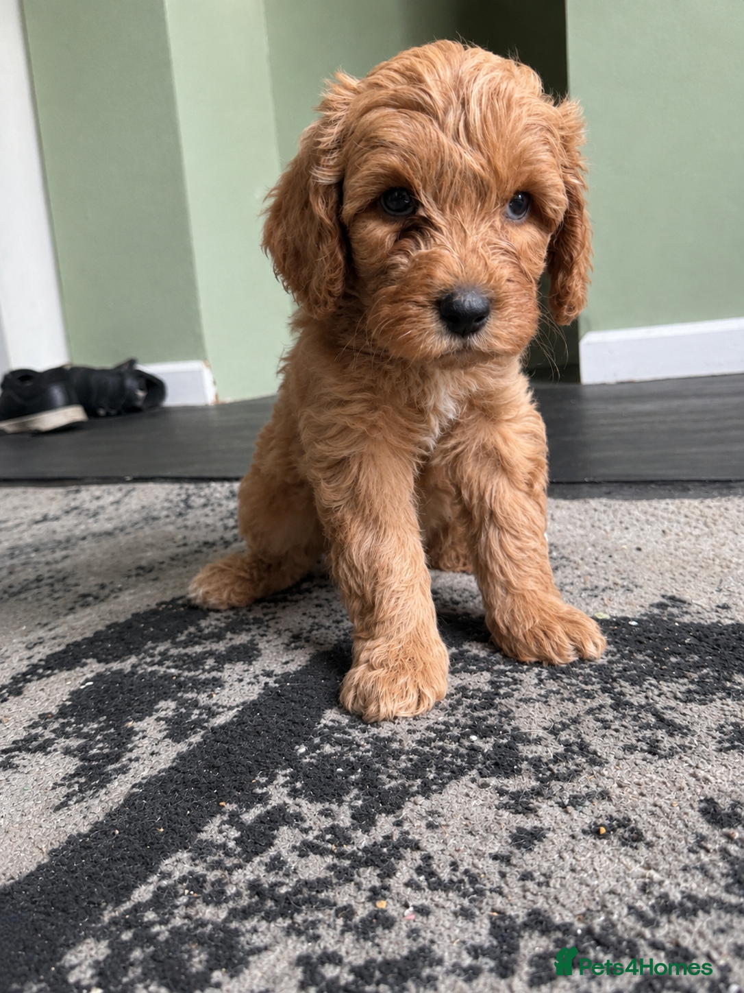 Cockapoo dogs Beautiful F1b Cockapoo puppies - Advert 2