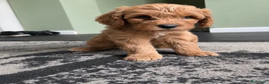 Cockapoo 3