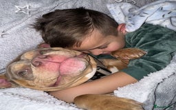 American Bully dogs for sale: Female Pocket Bully  - Image 2