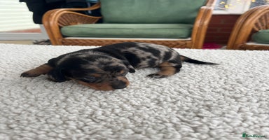 Dachshund dogs Miniature dachshund puppies for sale!!! - Advert 2
