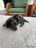 Dachshund dogs Miniature dachshund puppies for sale!!! - Advert 1