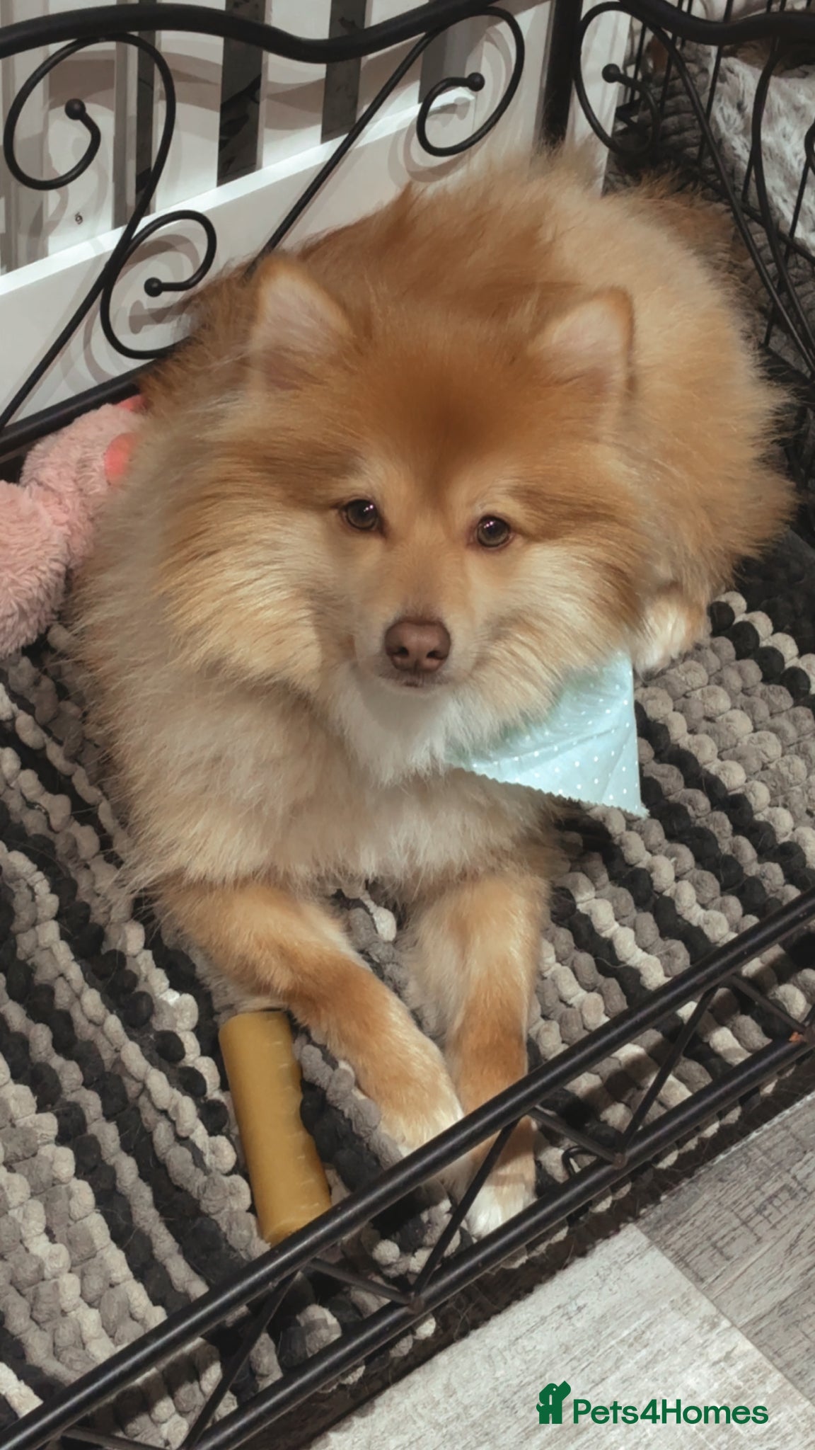 German Spitz dogs Beautiful small red male (Bruce ) - Advert 18