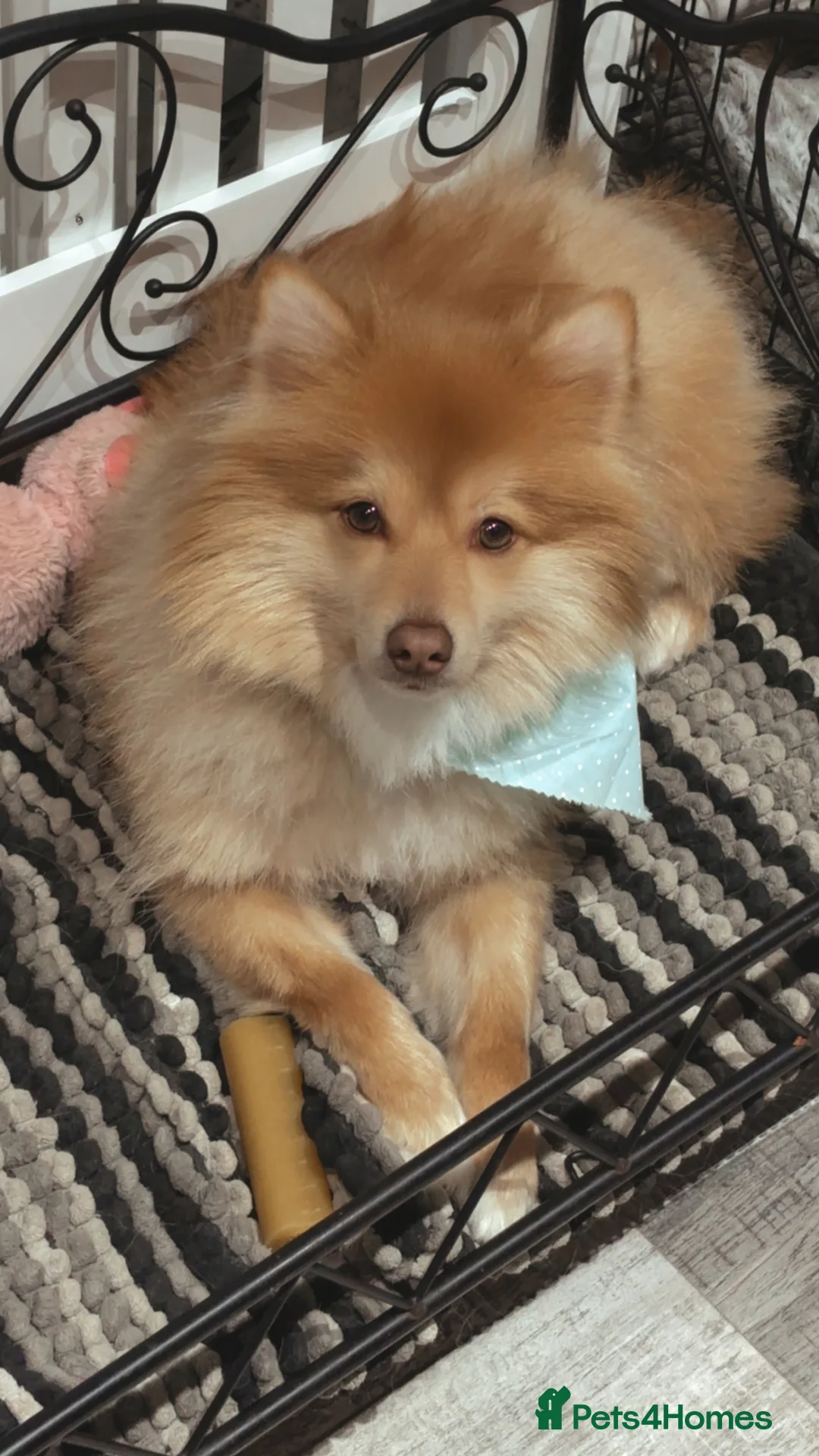 German Spitz dogs for sale: Beautiful small red male (Bruce ) in Barnsley - Advert 1
