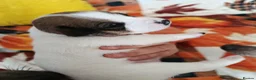 Jack Russell dogs for sale: 5 Beautiful Jack Russell Puppies - Advert 9