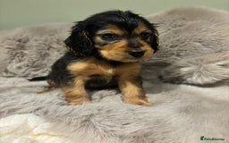 Cockapoo dogs for sale: Outstanding red and Black and Tan cockapoos in Doncaster - Image 11