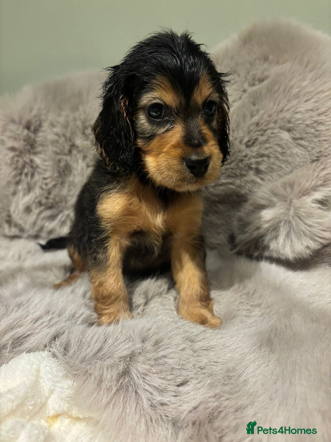 Cockapoo dogs for sale: Outstanding red and Black and Tan cockapoos in Doncaster - Image 11
