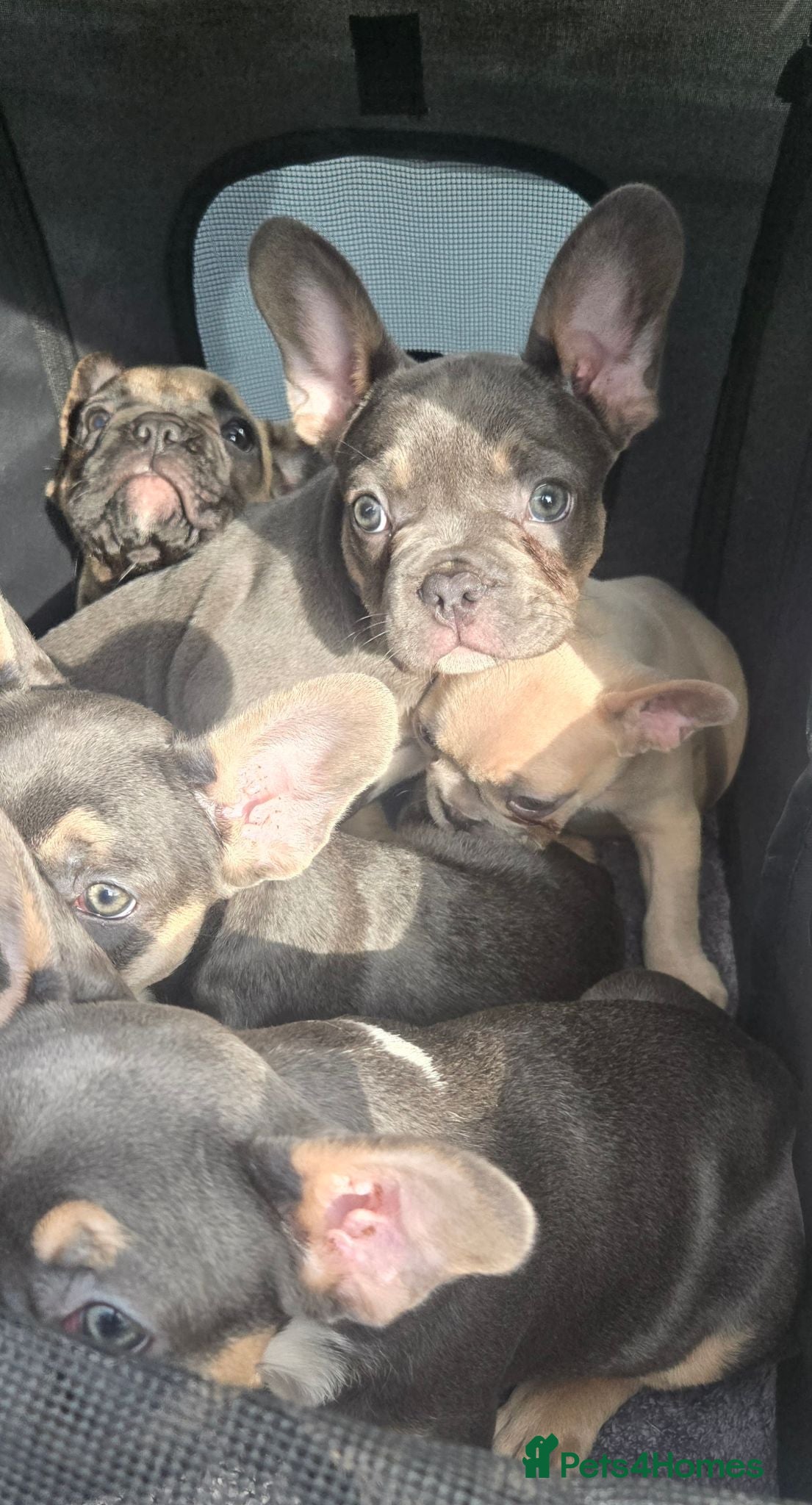 French Bulldog dogs 4 Adorable Male French Bulldog Puppies for Sale 🐾 - Advert 3