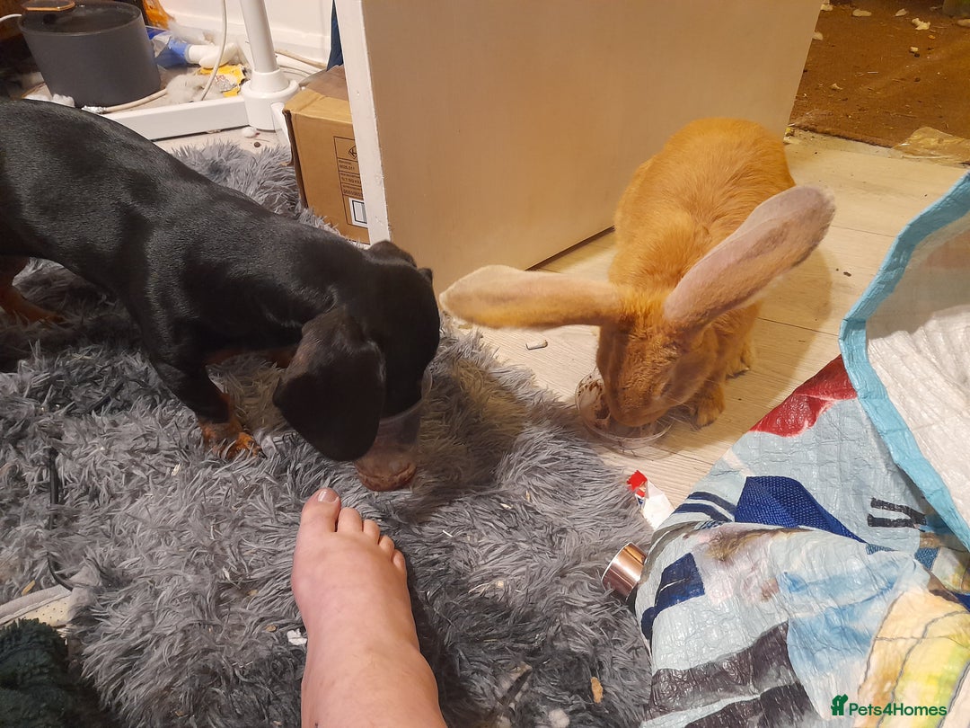 Continental Giant rabbits for sale: Continental rabbit  - Advert 2