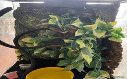 Gecko reptiles for sale: Male Crested Gecko for sale  - Image 7