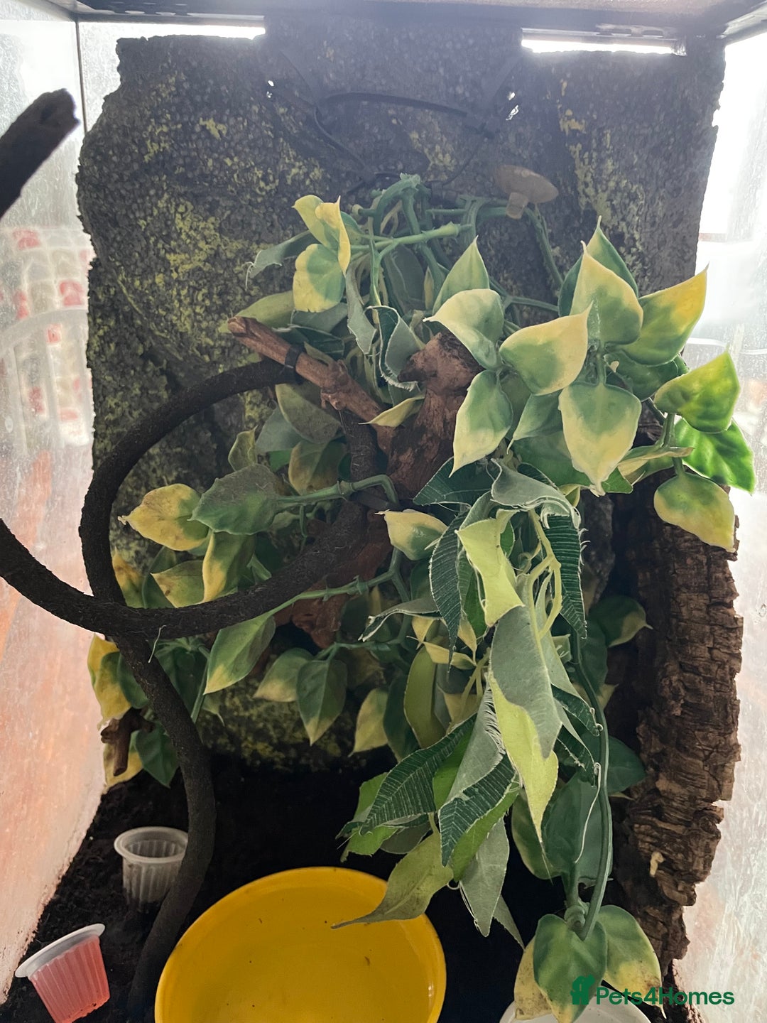 Gecko reptiles for sale: Male Crested Gecko for sale  - Image 7