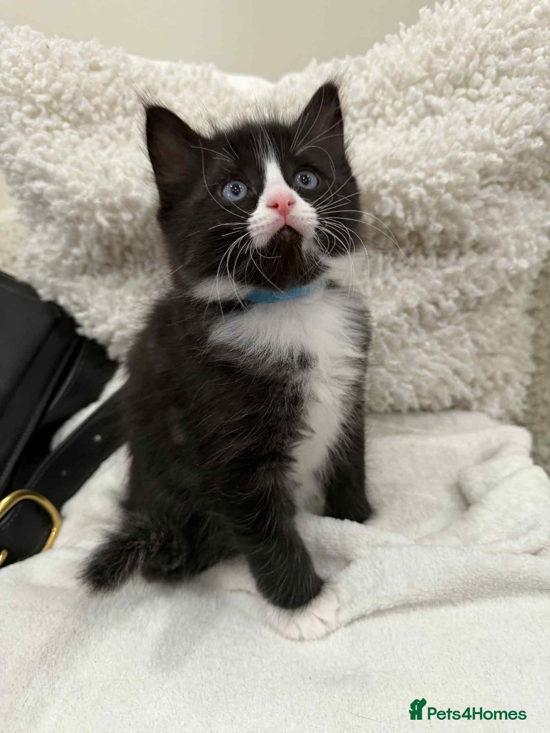 Ragdoll cats for sale: Ragdoll mix  - Advert 11