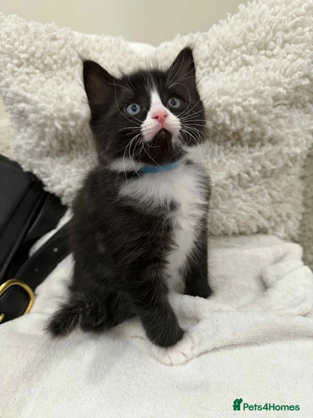 Ragdoll cats for sale: Ragdoll mix  - Advert 11