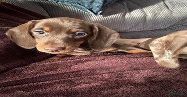 Miniature Dachshund dogs ‼️ READY NOW‼️ Miniature smooth hair dachshund - Advert 13