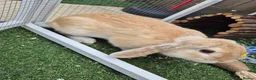Mini Lop rabbits for sale: Beige Mini Lop Male For Rehome 1 year old in Yateley - Advert 3