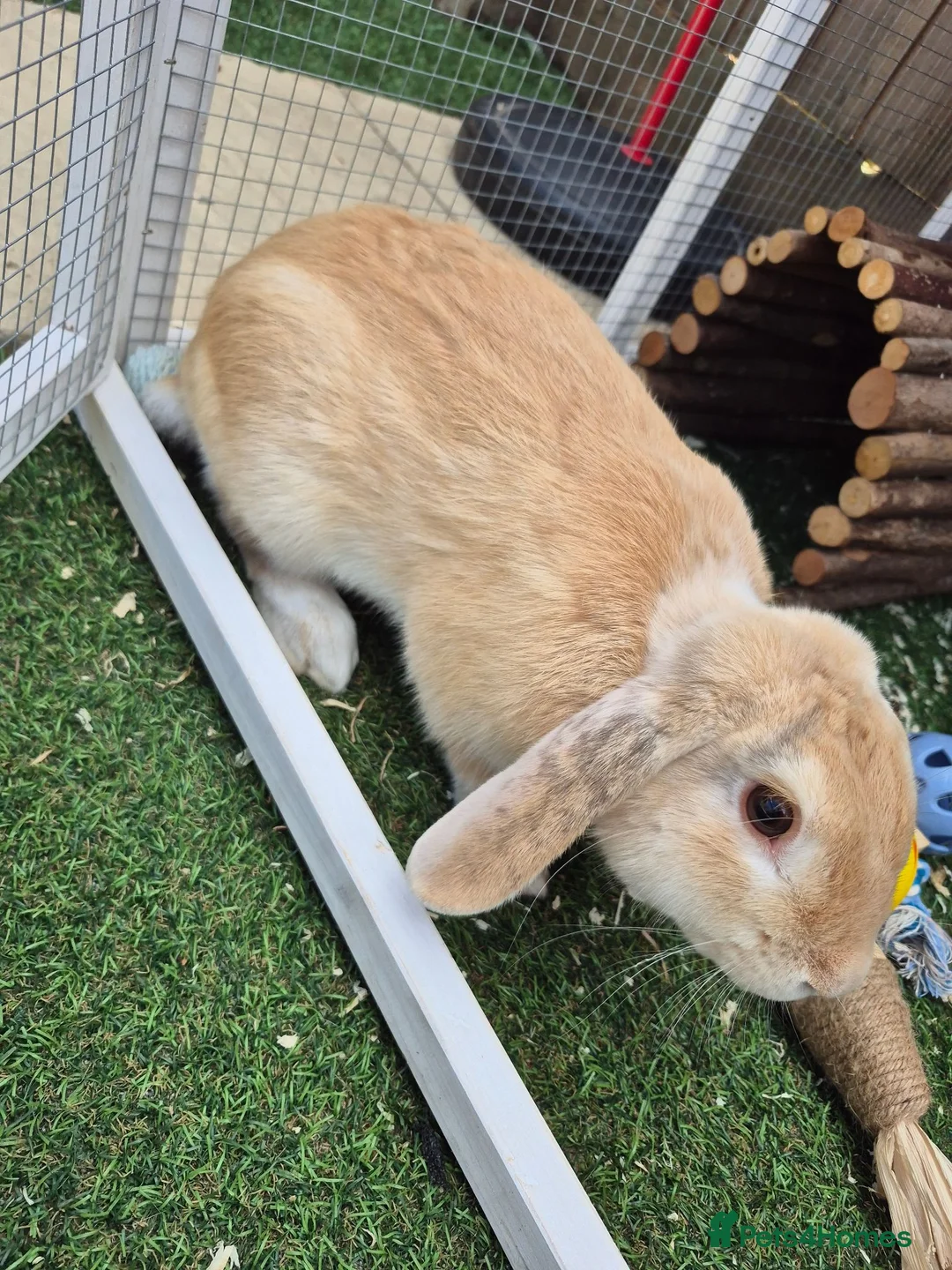 Mini Lop rabbits for sale: Beige Mini Lop Male For Rehome 1 year old in Yateley - Advert 3