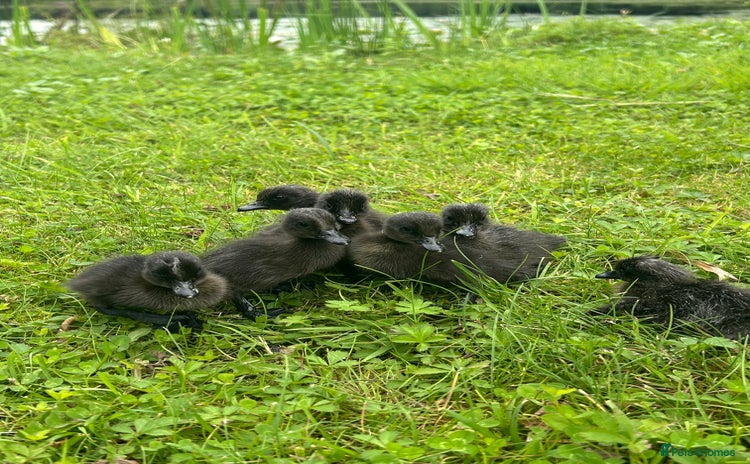 Ducks poultry for sale - Advert 3