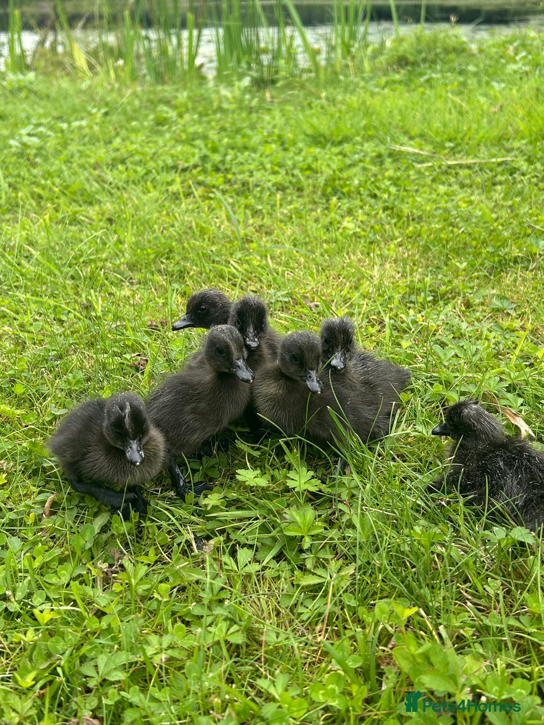 Ducks poultry for sale: Cayuga Ducklings  - Image 1