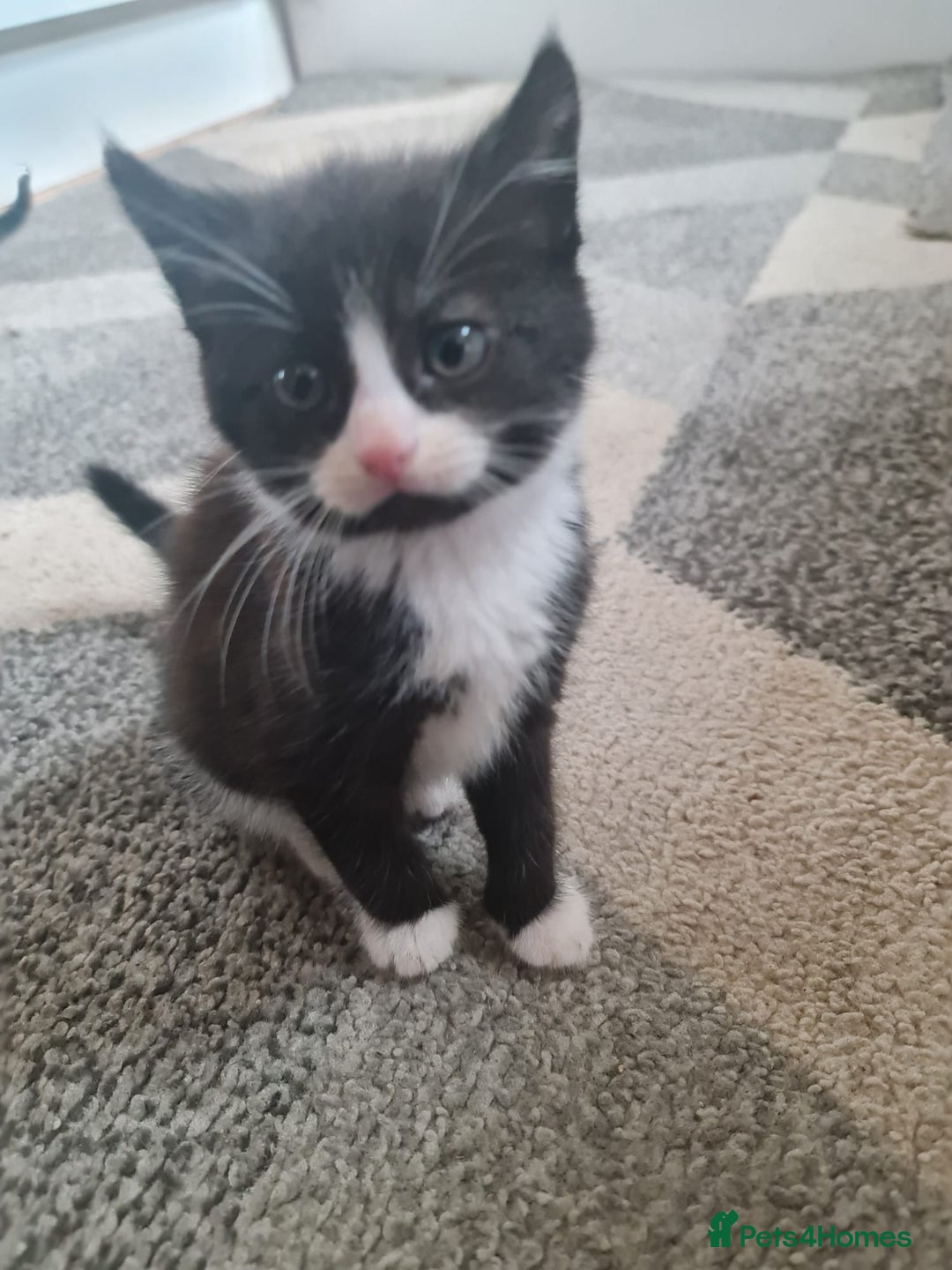 American Curl cats for sale: Amarican Curl Kitten  - Image 1