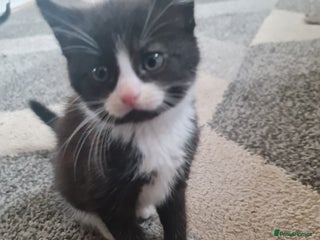 American Curl cats - Advert 2