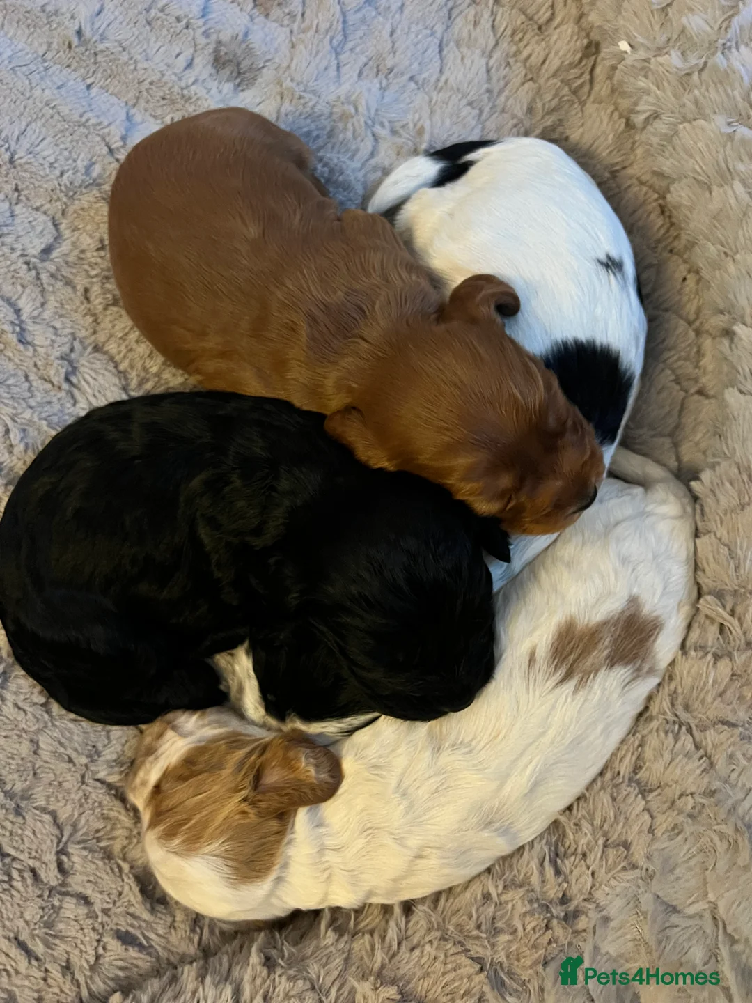 Cockapoo dogs for sale: 4 beautiful cockapoo puppies  - Advert 1