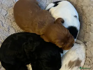 Cockapoo dogs 4 beautiful cockapoo puppies - Advert 18