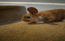 Mini Lop rabbits for sale: 2 mini lop girls available  - Image 4