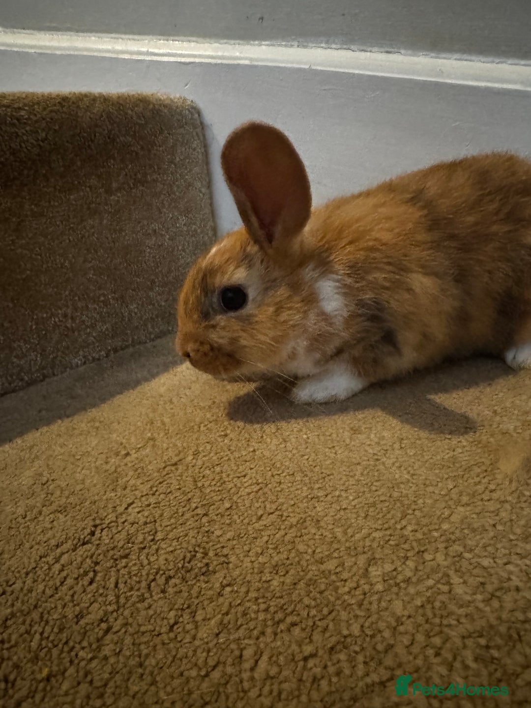 Mini Lop rabbits for sale: 2 mini lop girls available  - Image 4