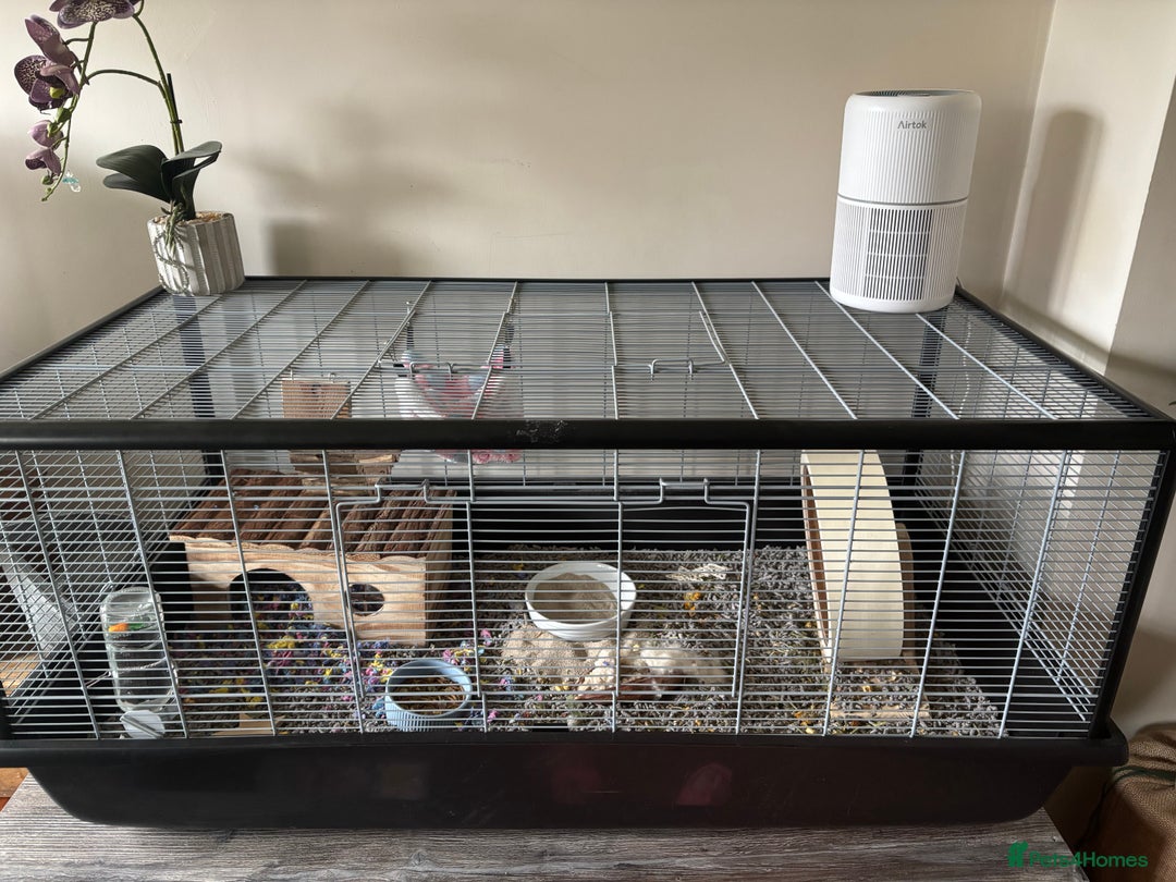Hamster rodents for sale: Syrian Hamster - Advert 4