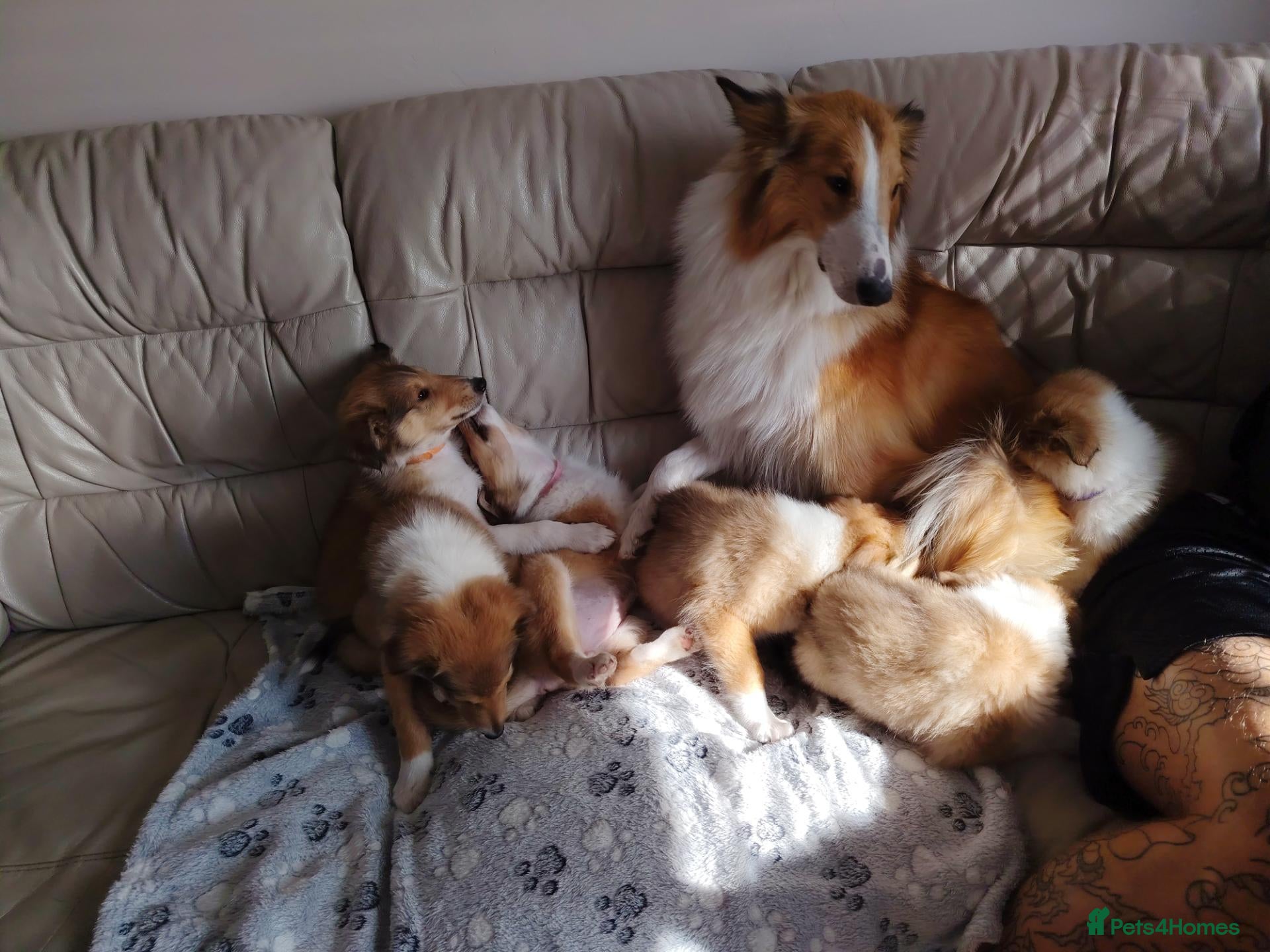 Rough Collie dogs Rough Collie - Advert 3