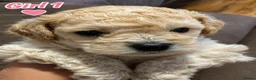 Mixed Breed dogs for sale: Adorable Bichon × Cockapoo Puppies - Only 3 Left! - Advert 6