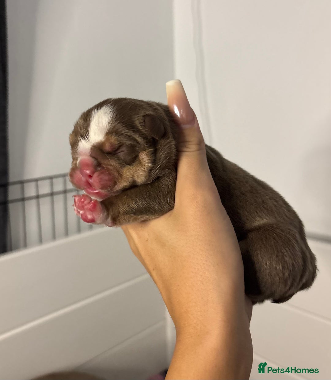 English Bulldog dogs for sale: Only one male left! Ready on the 27th of October  - Image 11