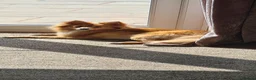 Pomeranian dogs for sale: Female pomeranian 3.5 years old - Advert 8