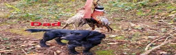 Cocker Spaniel dogs for sale: Working Cockers Spaniel Puppies  - Advert 8