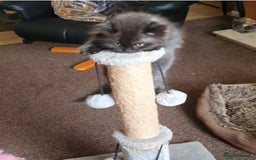 Mixed Breed cats for sale: Beautiful male kitten  - Image 12