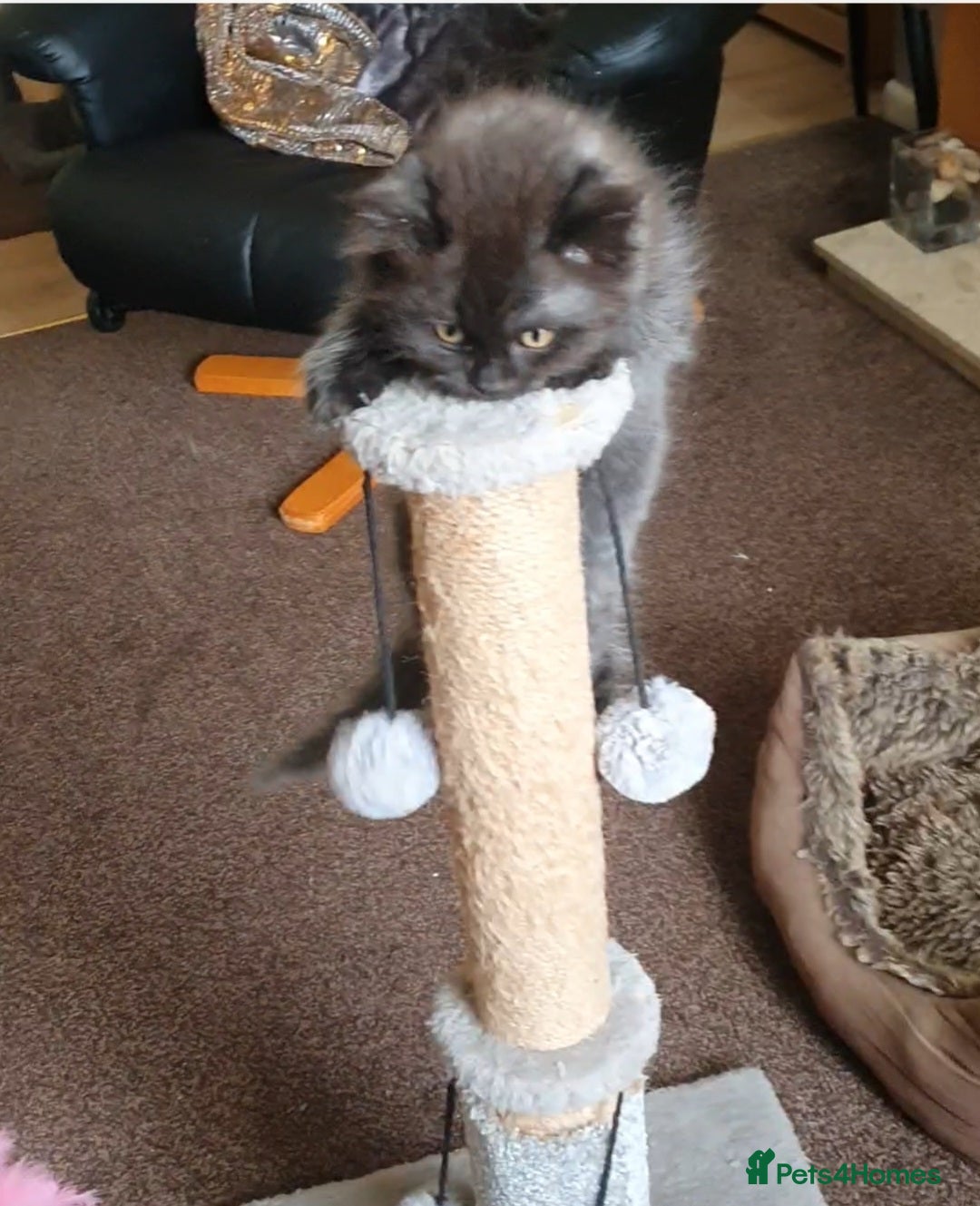 Mixed Breed cats for sale: Beautiful male kitten  - Image 12