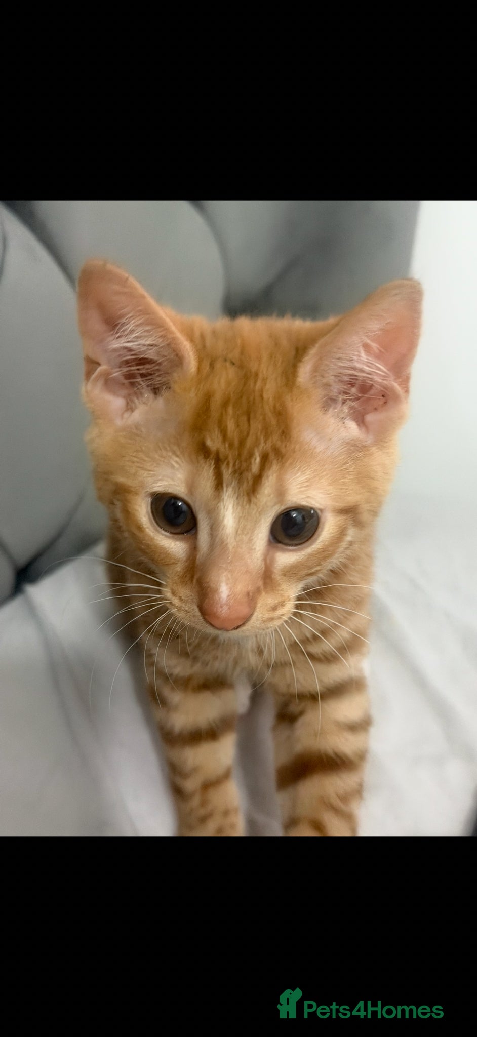 Mixed Breed cats Beautiful ginger kitten - Advert 4