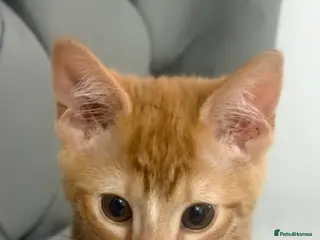 Mixed Breed cats Beautiful ginger kitten - Advert 1