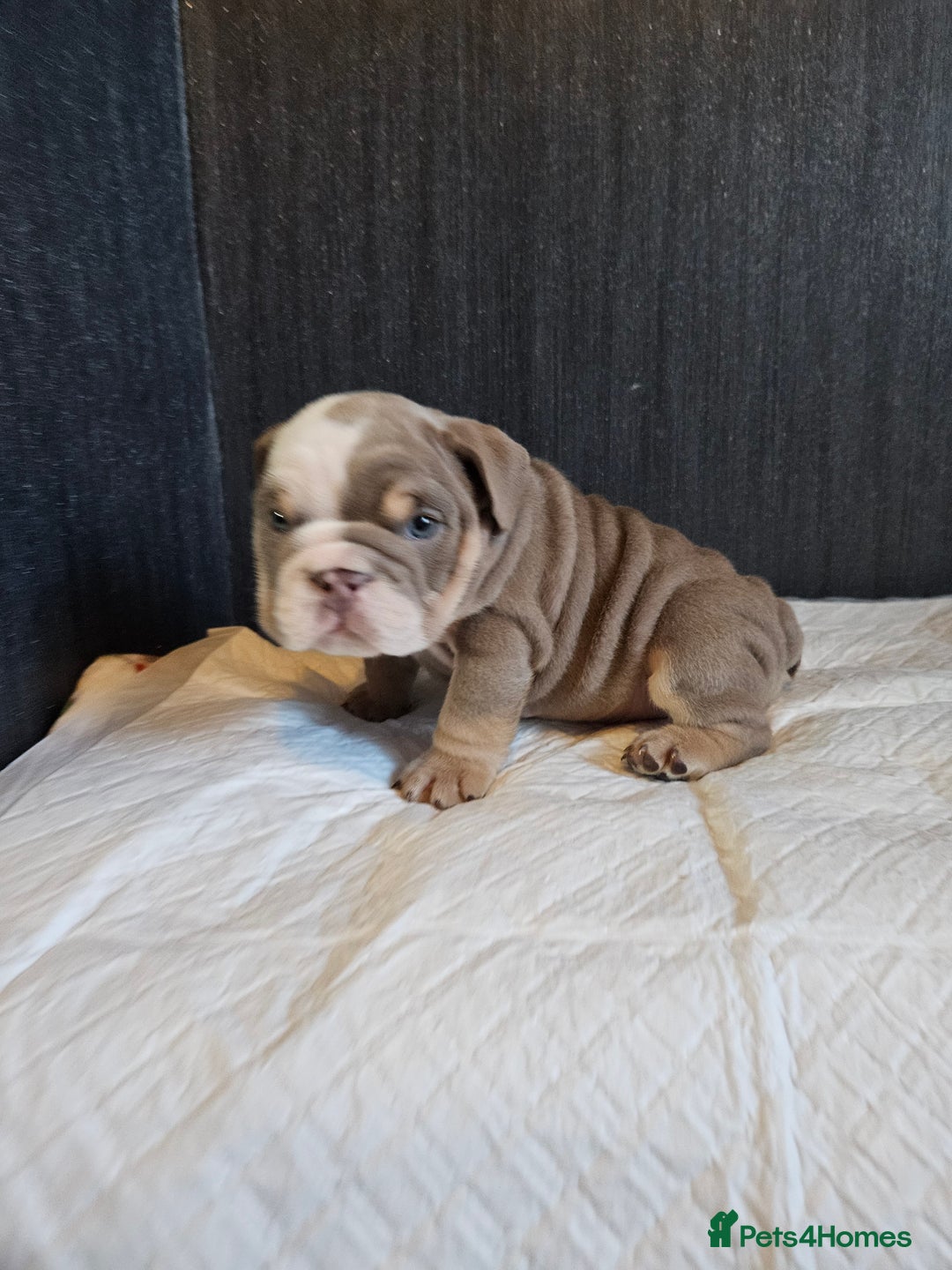 English Bulldog dogs for sale: Kc british bulldog pups💙❤️ - Image 22