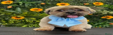 Gizmo