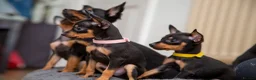 Miniature Pinscher dogs for sale: Miniature pinchers in Chatham - Advert 12