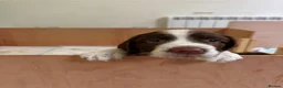 English Springer Spaniel dogs for sale: KC Reg working English springer spaniels in Watlington - Advert 5